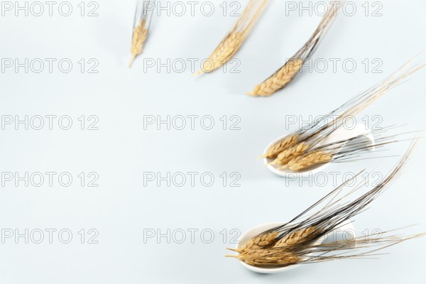 Ears of wheat in a white ceramic spoon on a white background with text space