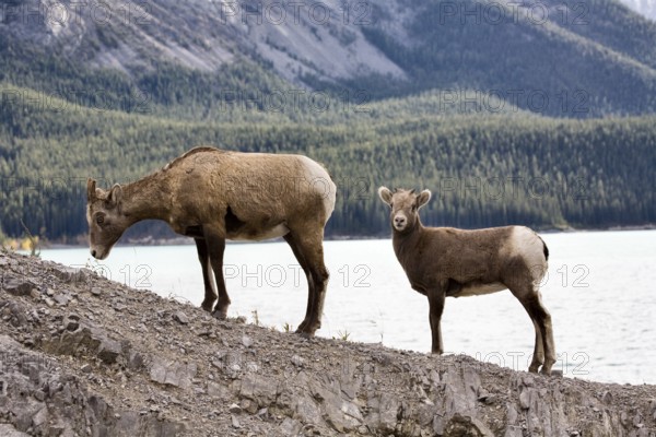 Rocky Mountain Sheep Alberta Canada young kid