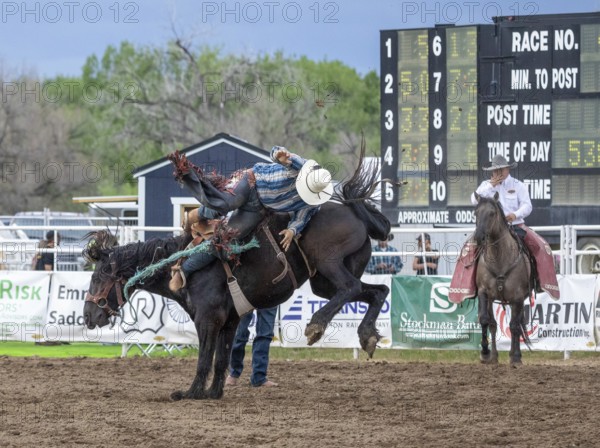 Rodeo ride at the Bucking Horse Sale, Rodeo, Miles City, Montana, USA, North America