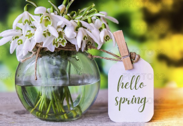Greeting card text HELLO SPRING lettering with snowdrop flowers. Early spring flowers. Springtime. Fresh bouquet. Message