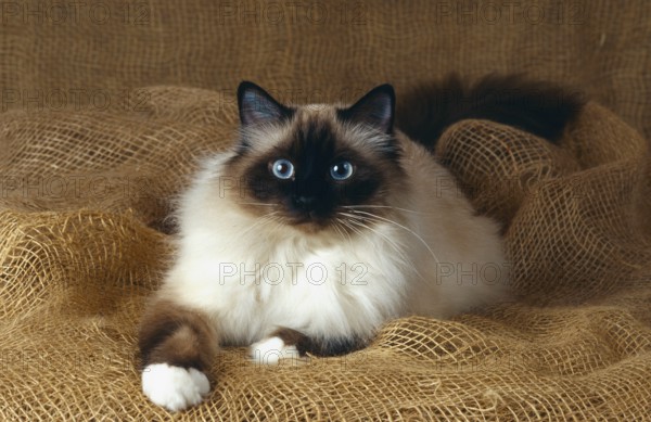 Burmese cat, Burmese, old animal