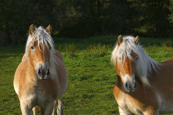 Haflinger