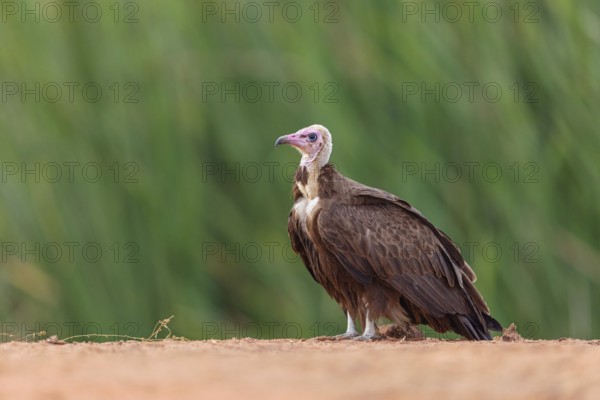 Hooded Vulture, CNecrosysrtes monachus), goshawk family, Kotu area, Kotu, South Bank, Gambia, Africa