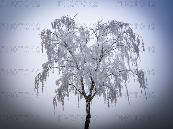 Tree with hoarfrost in the fog, Braunschweig, Lower Saxony, Germany, Europe