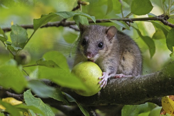 Dormouse (Glis glis), animals, mammals, dormice, nocturnal, rodents, eats an apple, Baden-Württemberg, Federal Republic of Germany