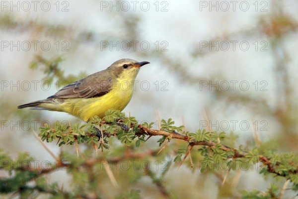 Honeybird, (Anthodiaeta metallica), perching bird, honey sucker, family of passerines, animals, birds, Mudday, Salalah, Dhofar, Oman, Asia
