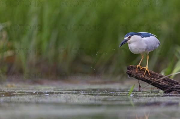 Black-crowned black crowned night heron (Nycticorax nycticorax), Bihoreau gris, HÈron bihoreau, Martinete Com?n, Ayn Razat, Salalah, Dhofar, Oman, Asia