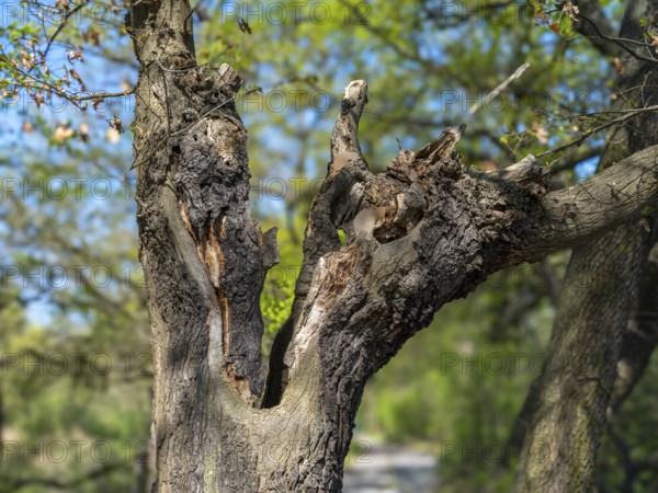 Fork in the trunk of a gnarled tree in the Riddagshäuser Teiche nature reserve, Braunschweig-Riddagshausen, Lower Saxony, Germany, Europe