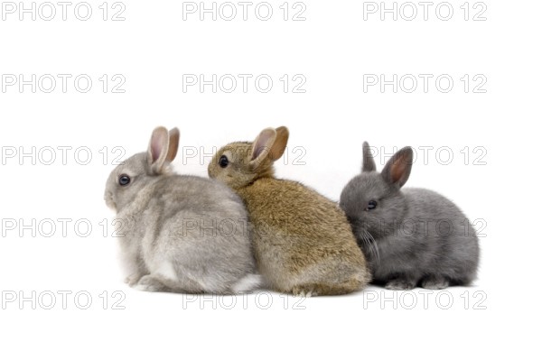 Three young rabbits, dwarf rabbits, family of hares, (Brachylagus idahoensis), free-range, baby animals, Manitoba, Canada, USA, North America