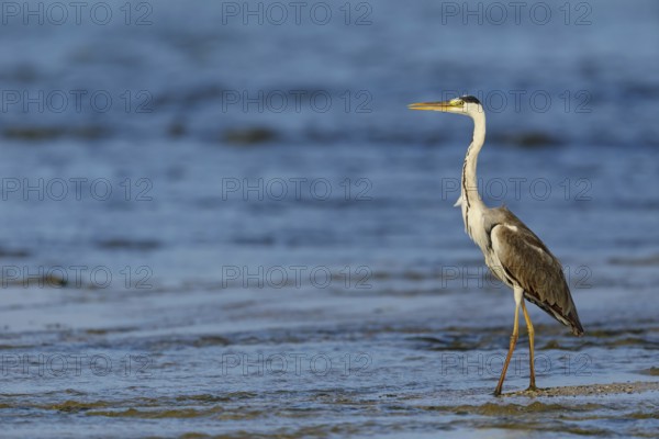 Grey grey heron (Ardea cinerea), Foraging, Boat Trip, Tiszaalpár, Kiskunsági National Park, Bács-Kiskun, Hungary, Europe