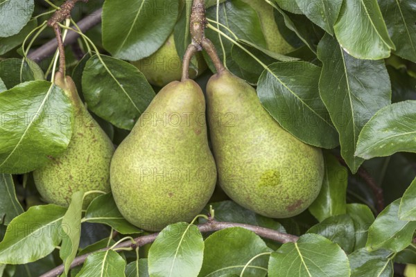 Pear (Pyrus communis 'Nouveau Poiteau'), Cambridge Botanical Garden, Germany, Europe