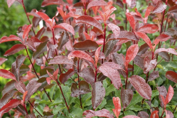 Medlar (Photinia × fraseri 'Camilvy'), Cambridge Botanical Garden, Germany, Europe
