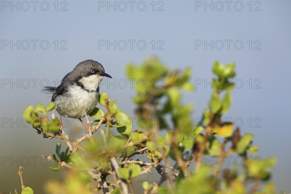 Collared Apalis, (Apalis thoracica), Bar-throated Apalis, Apalis à collier, Apalis acollarado, West Coast National Park, Langebaan, Western Cape, South Africa, Africa