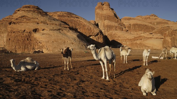 Camel, camels, (Camelidae), resting, desert, animal, animals, mammal, mammals, several, group, caravan, means of transport, kingdom. Saudi Arabia, Middle East, Saudi Arabia, Asia