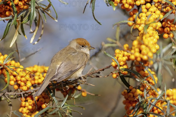 Blackcap (Sylvia atricapilla), Fauvette à tête noire, Curruca Capirotada, Branch, branch, Ormoz area, Ormoz, Podravska, Slovenia, Europe