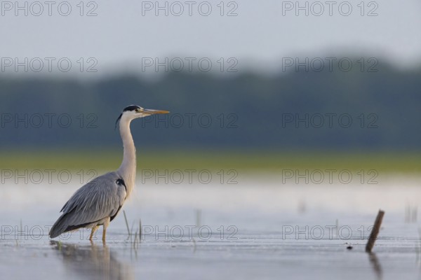 Grey grey heron (Ardea cinerea), Foraging, Boat Trip, Tiszaalpár, Kiskunsági National Park, Bács-Kiskun, Hungary, Europe
