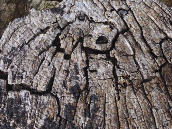 Old cracked decaying timber surface with tree rings and lines in a geometric concentric pattern