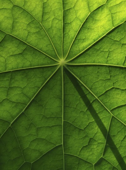 Leaf surface, structure of a nasturtium
