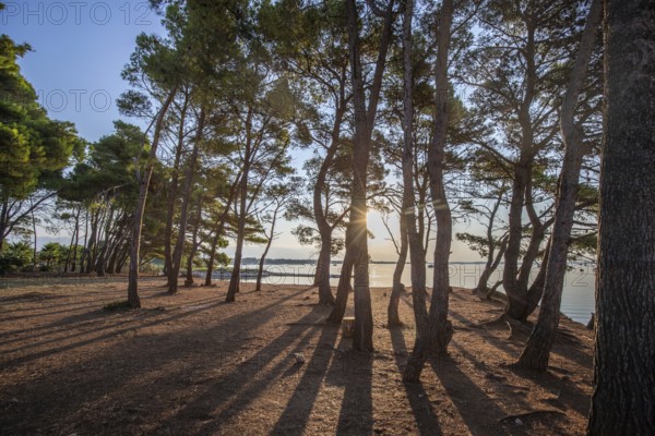 Landscape shot by the sea with pine forest on the coast. Morning atmosphere at sunrise in a landscape shot on the island of Vir, Zadar, Dalmatia, Croatia, Adriatic Sea, Europe