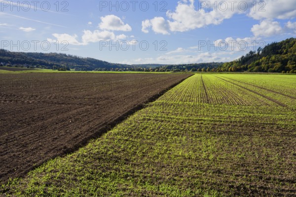 A barley field in October, Wesertal, Weserbergland, Germany, Europe
