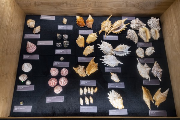 Museum, World of Seashells exhibition, Gattundg Strombidae, Bel Ombre, Mauritius, Africa