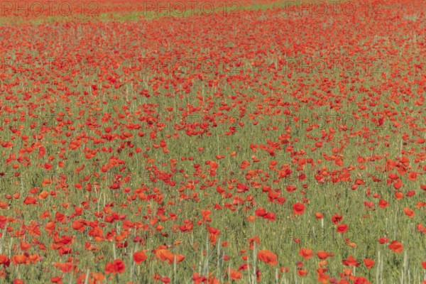Fields filled with poppies in spring in plain. Alsace, France, Europe