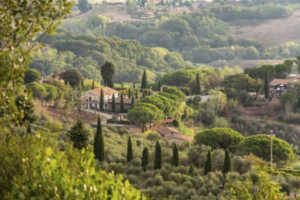 Typical Tuscan landscape with hills and cypresses in the very early morning near Montaione, Italy, Europe