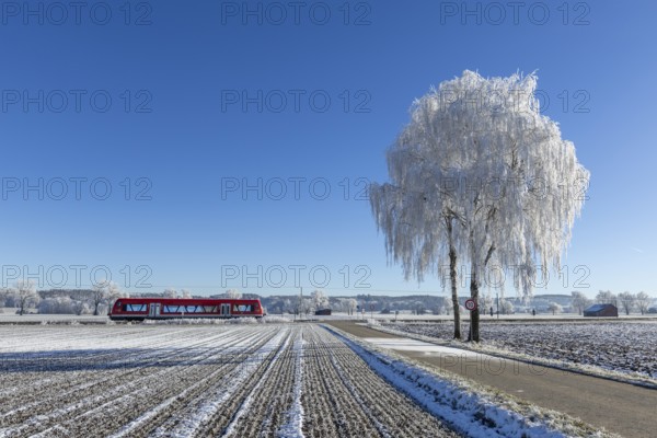 Red train travelling through snow-covered fields next to an icy tree under a clear sky, hoarfrost in Unterallgäu, Bavaria, Germany, Europe