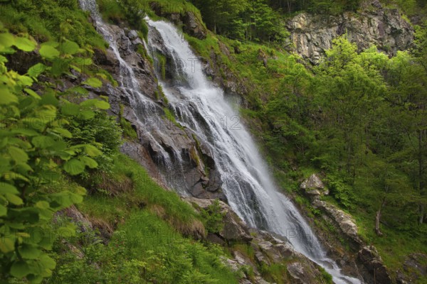 A waterfall flows powerfully over rocks in a dense, green forest, waterfall, Todtnau, Black Forest, Baden- Württemberg