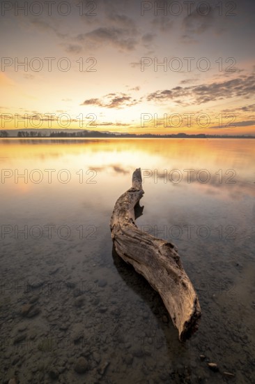 A tree trunk lying in the shallow water of a lake with a colourful sunset in the background, Naturfreundehaus, Markelfingen, Untersee, Lake Constance, Baden-Württemberg, Germany, Europe
