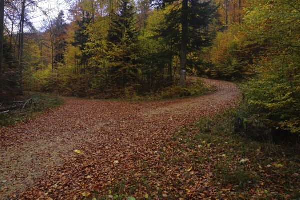 Waldweg im Herbst auf der Schwäbischen Alb, Forest path in autumn on the Swabian Alb