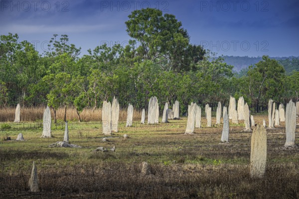 Construction of compass termites (Amitermes meridionalis), Litchfield National Park, Northern Territory, Australia, Oceania