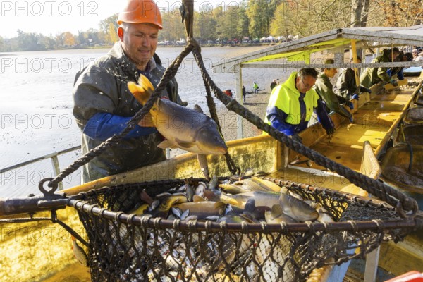 Fish and Forest Festival Moritzburg Fishing at the castle pond, Fishing procession, Fish and Forest Festival Moritzburg, Moritzburg, Saxony, Germany, Europe