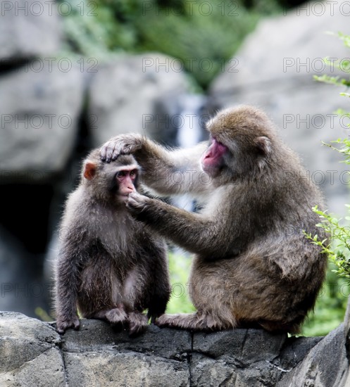 Two Japanese snow monkeys sitting on rock formation grooming, while one holds the others head and trying to put something in his mouth, New York, USA, North America