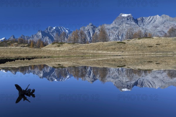 Mountains and a tree trunk are reflected in a calm lake under a clear blue sky, Pizzo Cornera 3083 m, Monte Cervandone 3210 m, Laghi del Sangiatto, Alpe Devero, Val d'Ossola, Province Verbano-Cusio-Ossola, Piedmont, Italy, Europe