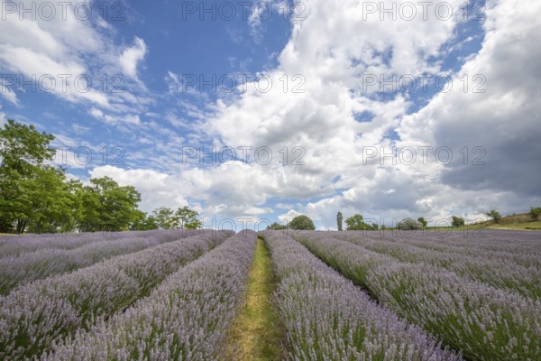 Beautiful summer evening in a lavender field. Large blue lavender bushes blooming in a cultivation area. Landscape shot under a cloudy sky at Lake Balaton, Hungary, Europe
