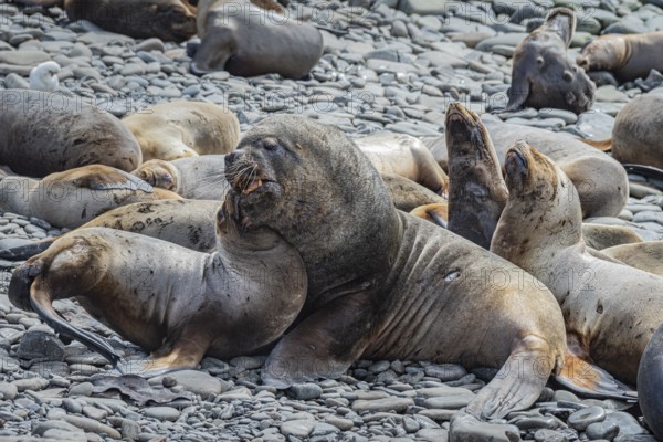 Maned seals (Otaria flavescens) showing readiness to mate, Bleaker Island, Falkland Islands, Great Britain, South Atlantic, South America