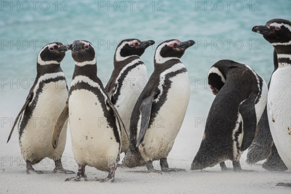 Magellanic penguins (Sphreniscus magellanicus), group on a beach, Bleaker Island, Falkland Islands, Great Britain, South Atlantic, South America