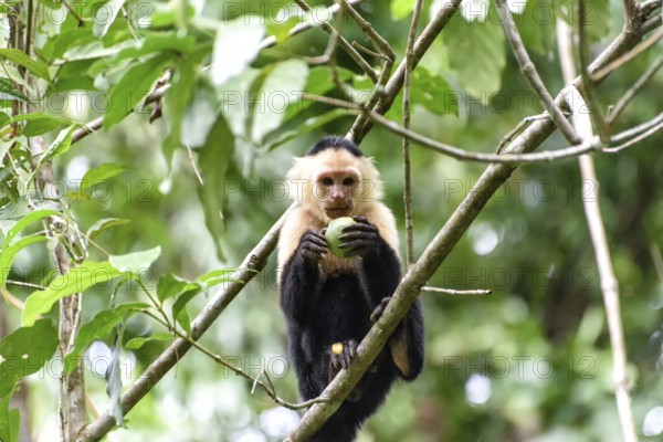 Capuchin coffee