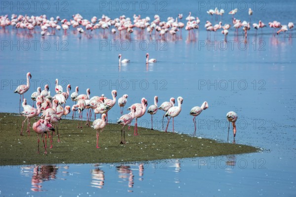 Soloist. Flock of white and pink flamingos feed themselves in coastal silt. Namibia. Sunrise. Concept of eco-friendly, active, photo tourism and bird watching