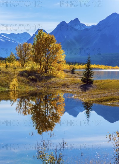 Sunny autumn day in the Rocky Mountains of Canada. The concept of ecological and active tourism. The artificial Abraham lake reflects light cirrus clouds and trees