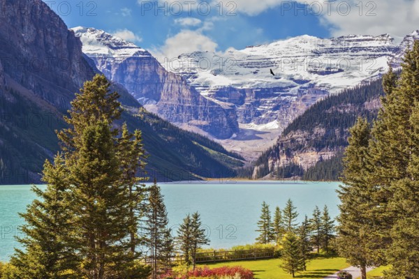 Flowers on the banks of mountain Lake Louise. Emerald lake is surrounded by mountains, glaciers and pine forests. Banff National Park, Rocky Mountains, Canada, North America