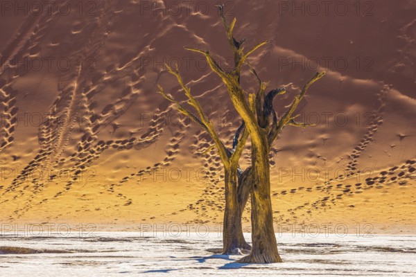Namib-Naukluft National Park. The bottom of a dry lake with dry trees. Huge dunes with footprints on the sandy slopes