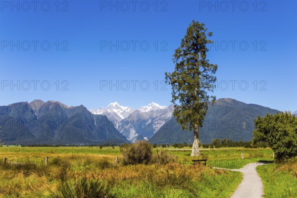 New Zealand, South Island. Dirt road to Lake Matheson. Snow-capped peaks of Mount Cook and Mount Tasman. The most beautiful nature in the world, Oceania