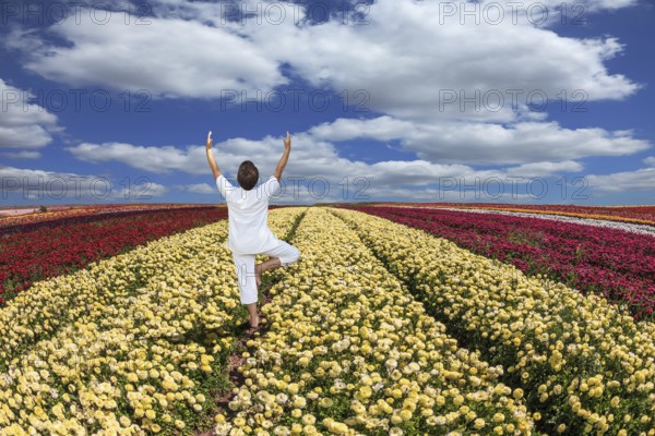 Buttercups blooming garden. Farmers field with flowers grown for export sales. An elderly woman dressed in white doing yoga pose Tree