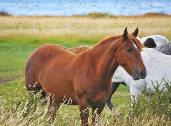 Bay and white horse grazing in the meadow. National Park Torres del Paine, Chile, South America