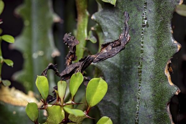 A deciduous mantis with dark camouflage resting on a green plant with leaves, ghost mantis (Phyllocrania paradoxa)