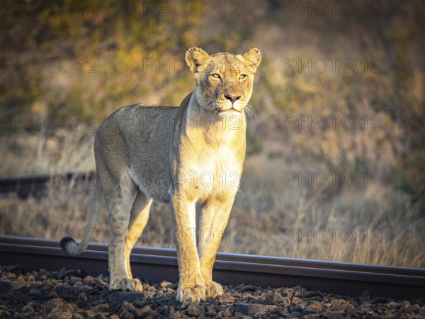 Female lioness (Panthera leo) standing on railway track, Balule Plains, South Africa, Africa