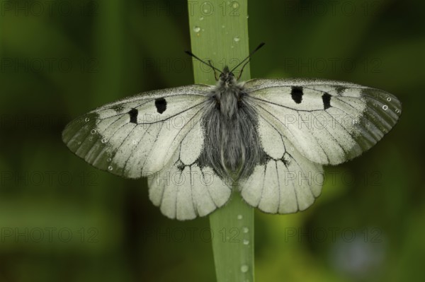 Clouded Apollo (Parnassius mnemosyne)