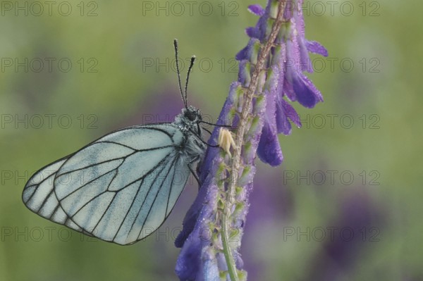 Tree white butterfly (Aporia crataegi) on a flower
